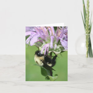 Humla på Bee Balm Blomma Fotografi Notering Kort