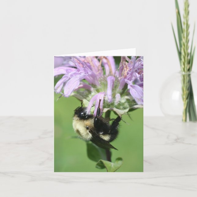Humla på Bee Balm Blomma Fotografi Notering Kort (Framsida)