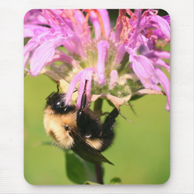 Humla på bibalm blomma musmatta (Framsidan)