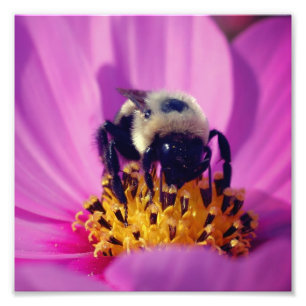 Humla på Cosmos blomma 8x8 Fototryck