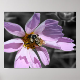 Humla på Cosmos blomma Partial Färg Poster