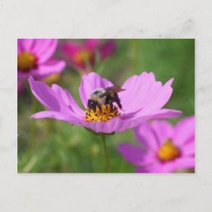 Humla på Cosmos blomma Vykort
