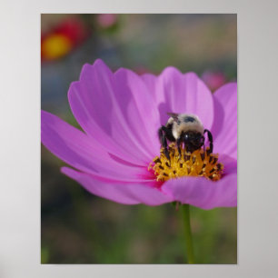 Humla på Cosmos blommande natur Poster