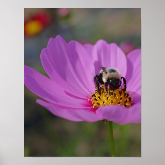 Humla på Cosmos blommande natur Poster (Framsidan)