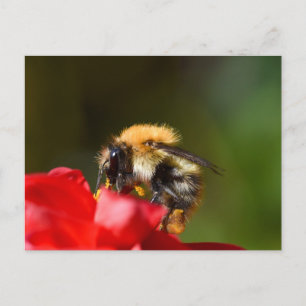 Humla på Dahlia Vykort