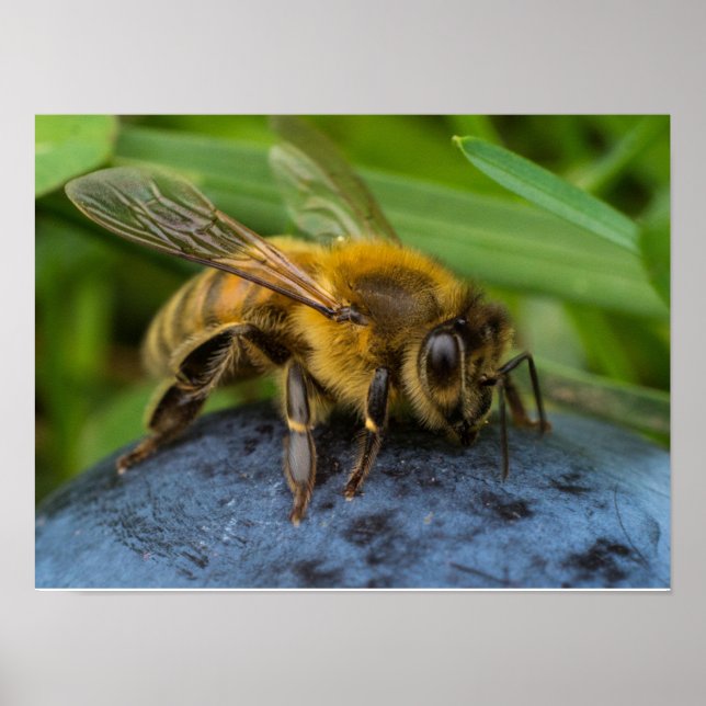 Humla på en sten poster (Framsidan)