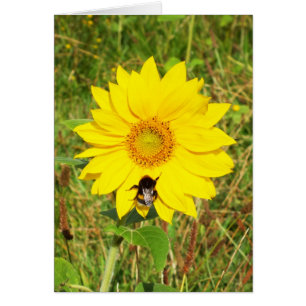 Humla på ett solroskort för blommigt hälsningskort