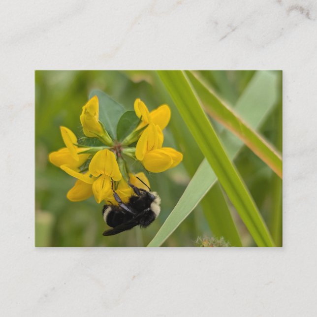 Humla på gul vildblomma visitkort (Framsida)