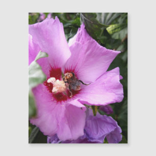Humla på Hibiskus Blomma Magnetkort