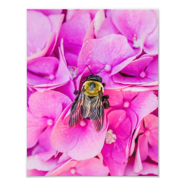 Humla på Hydrangea Fototryck (Framsidan)