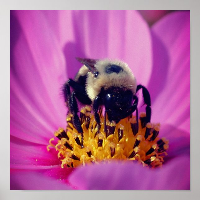Humla på Kosmosblomma  Poster (Framsidan)