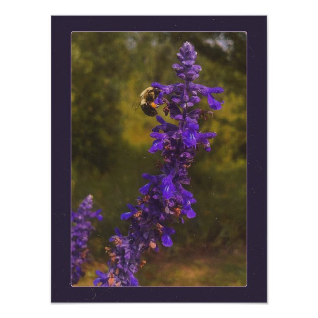 humla på lavendel fototryck (Framsidan)