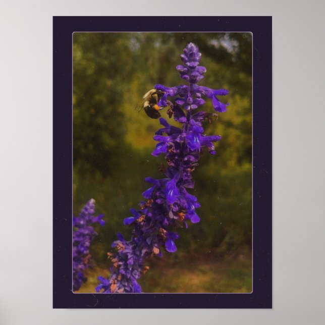 humla på lavendel poster (Framsidan)
