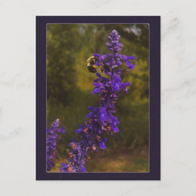 humla på lavendel vykort (Framsida)