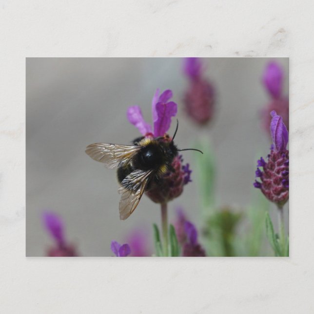 Humla på lavendel vykort (Framsida)