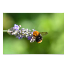 Humla på Lavender Fototryck
