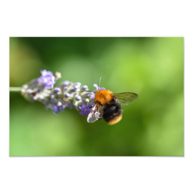 Humla på Lavender Fototryck (Framsidan)