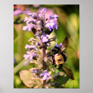 Humla På Lila Blomma Närbild Poster