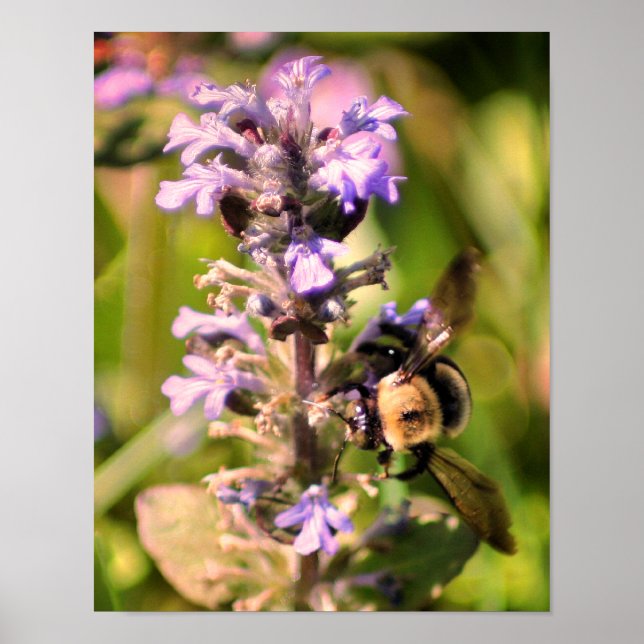 Humla På Lila Blomma Närbild Poster (Framsidan)