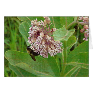 Humla på Milkweed Hälsningskort