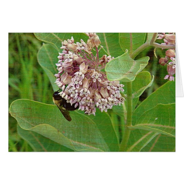 Humla på Milkweed Hälsningskort (Framsidan Horizontal)