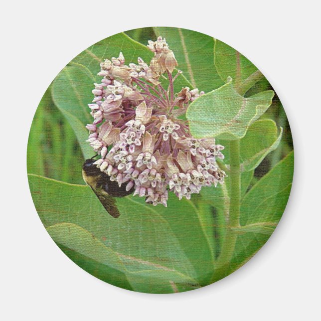 Humla på Milkweed Magnet (Framsidan)