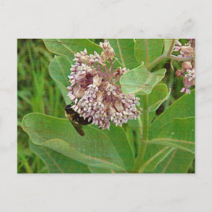 Humla på Milkweed Vykort