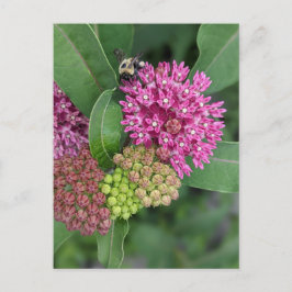 Humla på Ro Milkweed-vykort Vykort