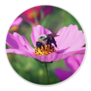Humla på Rosa Cosmos blomma Knopp