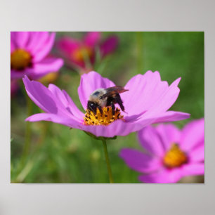 Humla på Rosa Cosmos blomma Poster