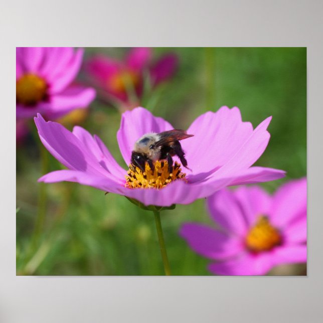 Humla på Rosa Cosmos blomma Poster (Framsidan)