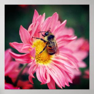 Humla på Rosa Daisy blomma 2 Poster