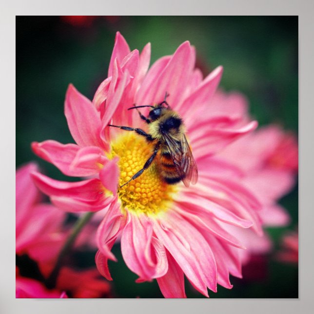Humla på Rosa Daisy blomma 2 Poster (Framsidan)