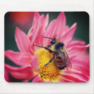 Humla på Rosa Daisy blomma Musmatta