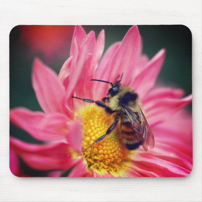 Humla på Rosa Daisy blomma Musmatta (Framsidan)