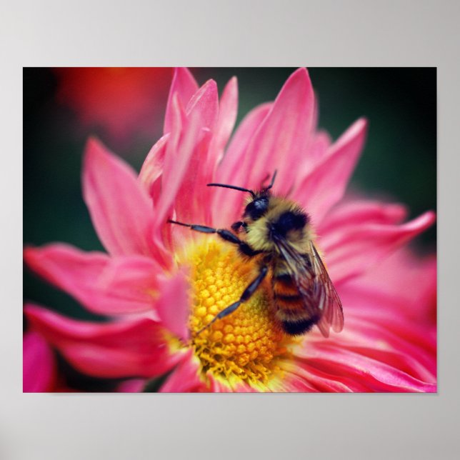 Humla på Rosa Daisy Blunda nära Poster (Framsidan)