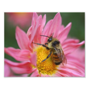 Humla på Rosa Daisy Blunda Stäng upp till 8 x 10 Fototryck