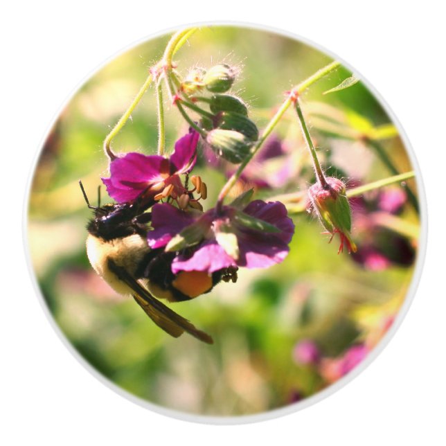 Humla på Rosa Flower Knopp (Framsidan)