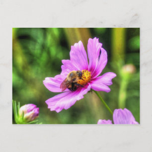 Humla på rosa kosmos vykort