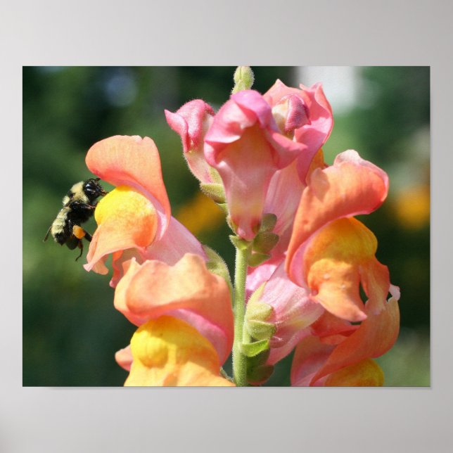Humla på Snapdragon blomning Poster (Framsidan)