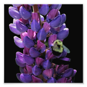 Humla på Vild Lupine Flower Close Up 8 x 8 Fototryck