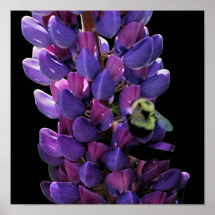 Humla på Vild Lupine Flower Close Up Poster