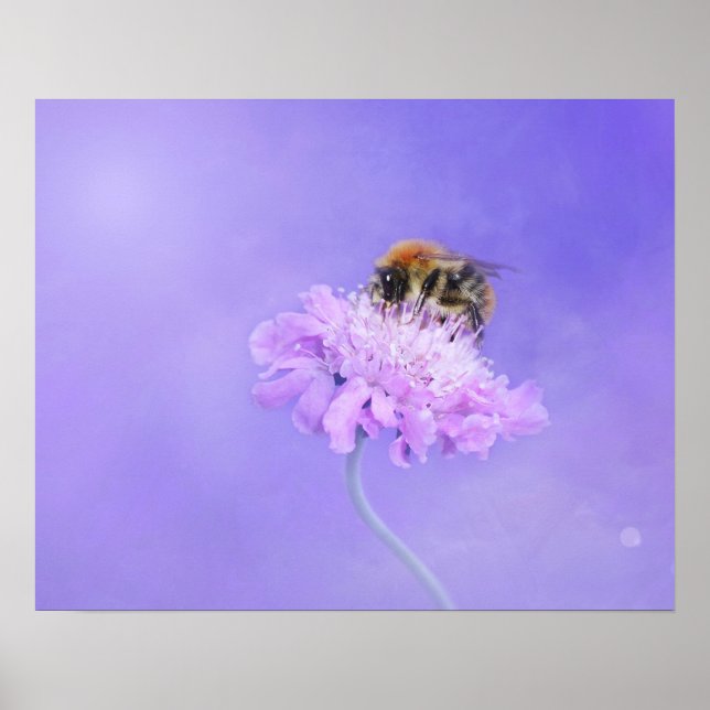 Humla Perched på en Lila Flower Poster (Framsidan)