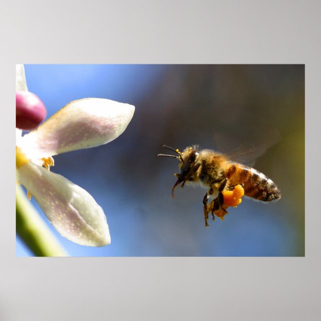 Humla pollen poster (Framsidan)