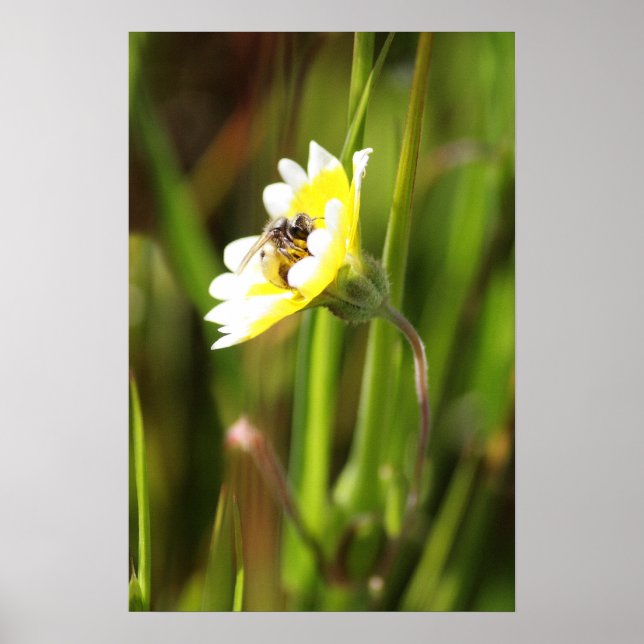 ’Humla’ Poster (Framsidan)