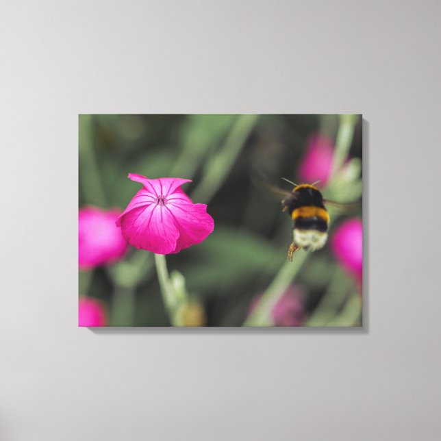 Humla som flyger mot blomman Botanisk foto Canvastryck (Framsida)