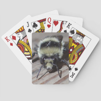 Humla som leker kort casinokort