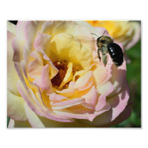 Humla under flygning 10x8 fototryck