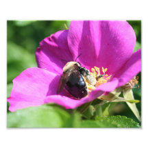 Humla vid Rosa ros 10x8