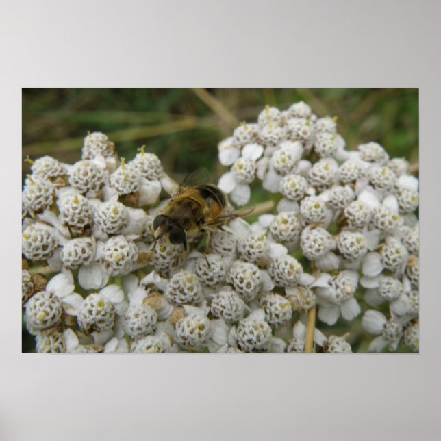 Humlebiposter med blommor poster (Framsidan)